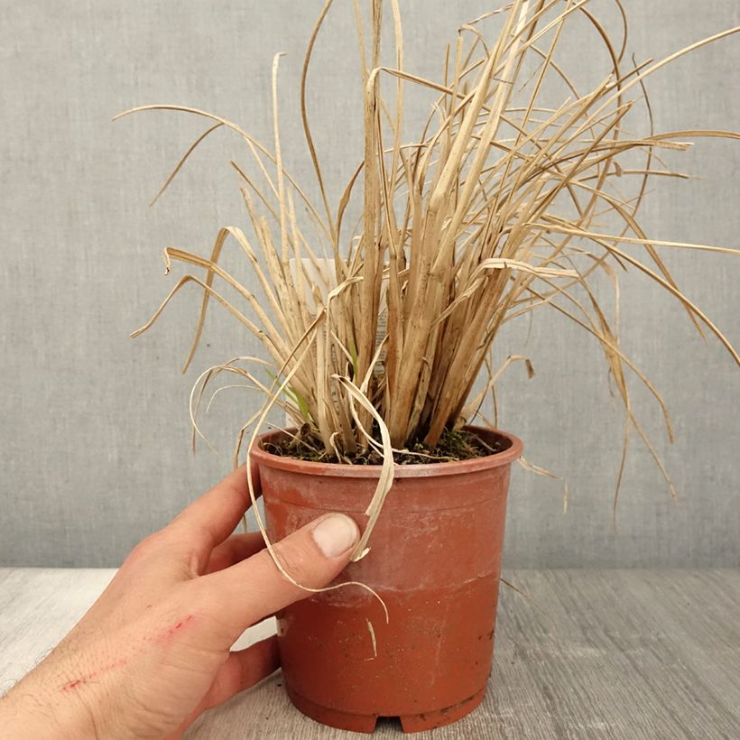 Exemplar von Pennisetum alopecuroides National Arboretum - Herbe aux écouvillons pourpres Pot de 1L/1.5L wie im Frühjahr geliefert