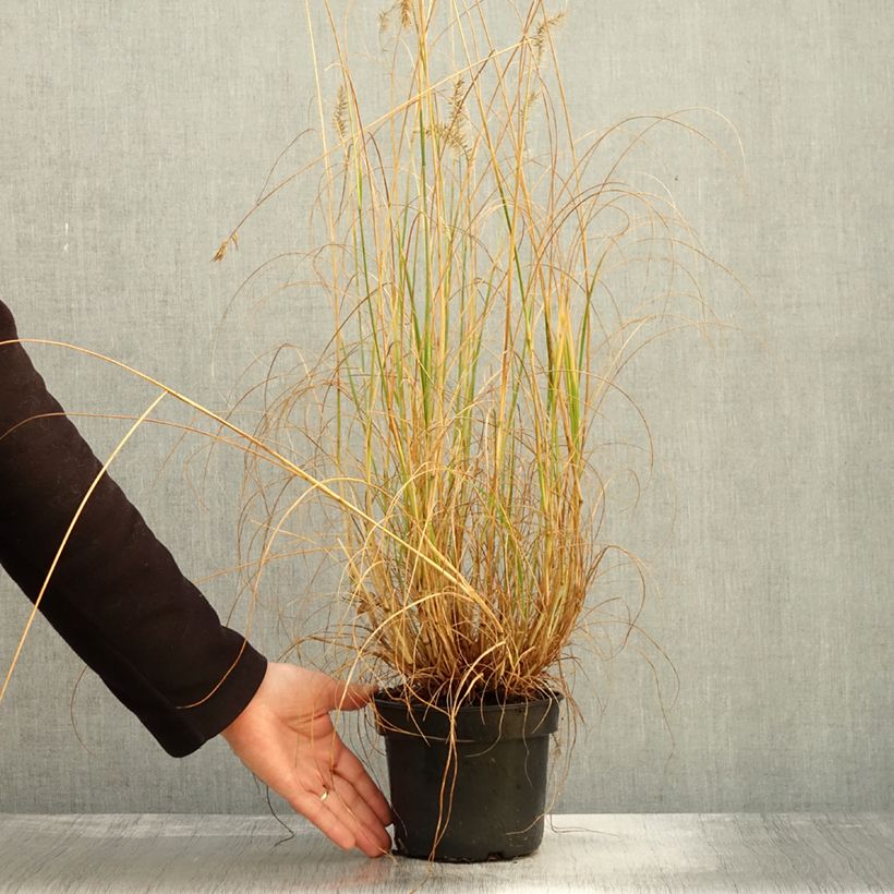 Exemplar von Pennisetum alopecuroides National Arboretum - Herbe aux écouvillons pourpres - Pot de 3L/4L wie im Herbst geliefert