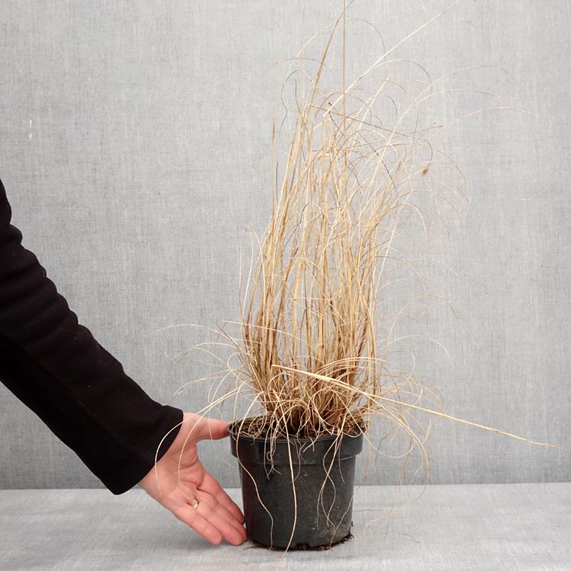 Exemplar von Lampenputzergras National Arboretum - Pennisetum alopecuroïdes Topf mit 3L/4L wie im Winter geliefert