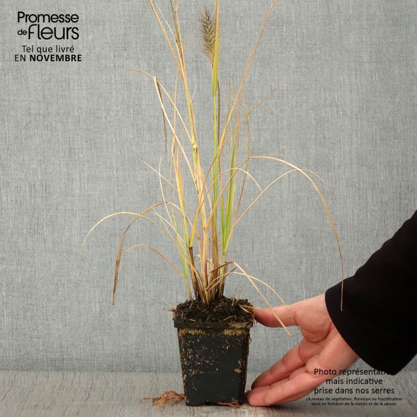 Exemplar von Pennisetum alopecuroides Red Head - Herbe aux écouvillons - godet de 8/9cm wie im Herbst geliefert