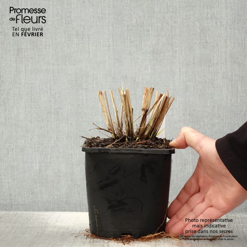 Exemplar von Pennisetum alopecuroides Red Head - Herbe aux écouvillons - pot de 2L/3L wie im Winter geliefert