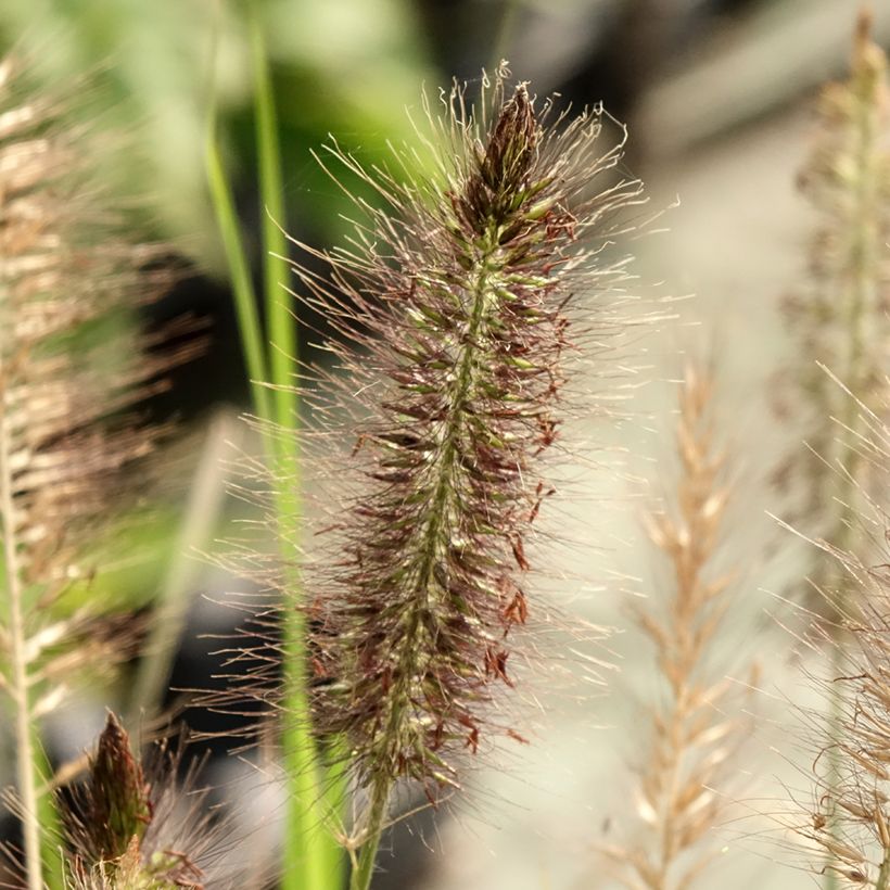 Lampenputzergras Red Head - Pennisetum alopecuroïdes (Blüte)