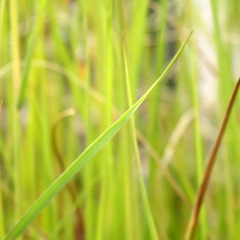 Afrikanisches Lampenputzergras - Pennisetum macrourum (Laub)