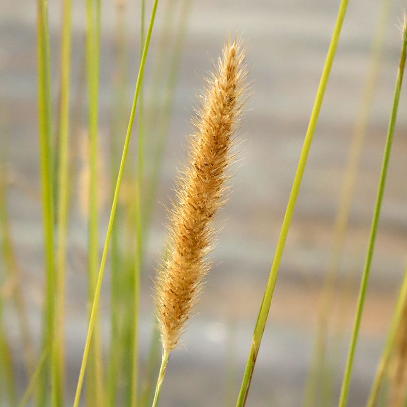 Afrikanisches Lampenputzergras - Pennisetum macrourum (Blüte)