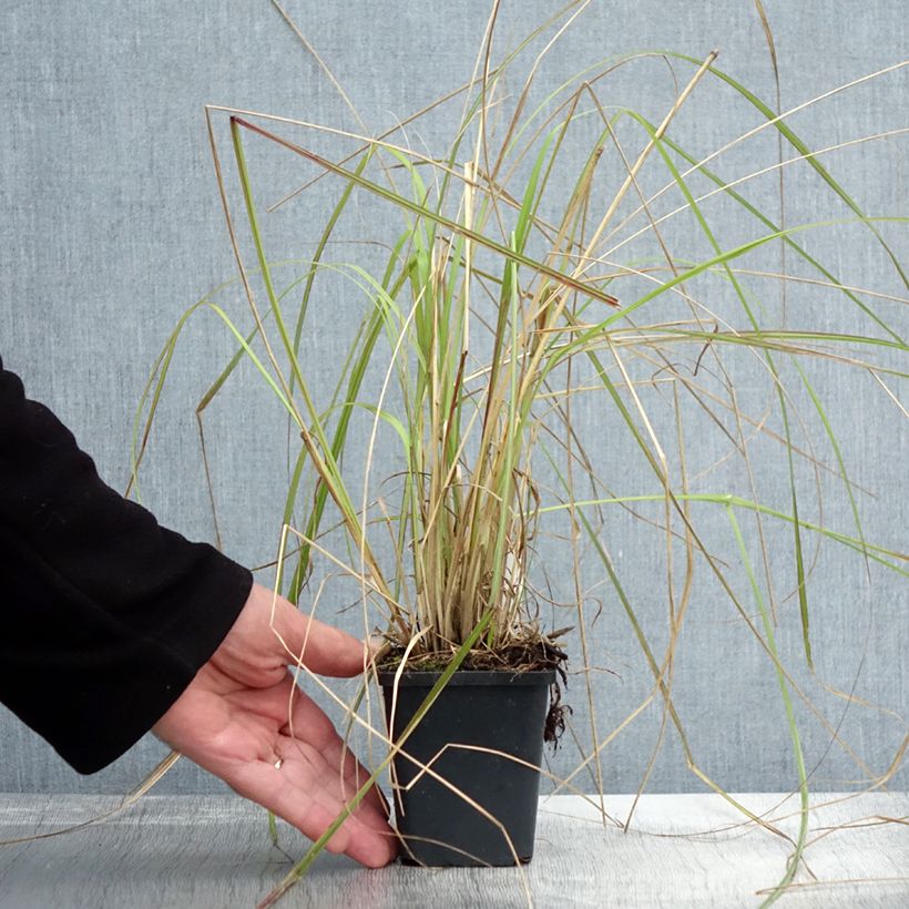 Exemplar von Pennisetum massaicum Red Bunny Tail en godet de 9 cm wie im Herbst geliefert