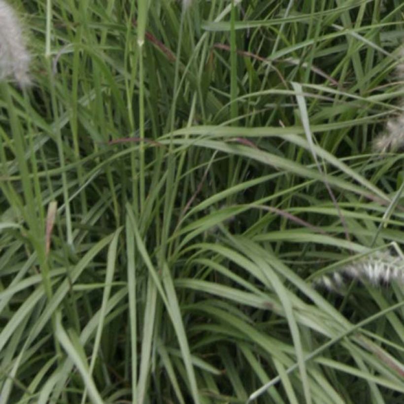 Orientalisches Lampenputzergras - Pennisetum orientale (Laub)