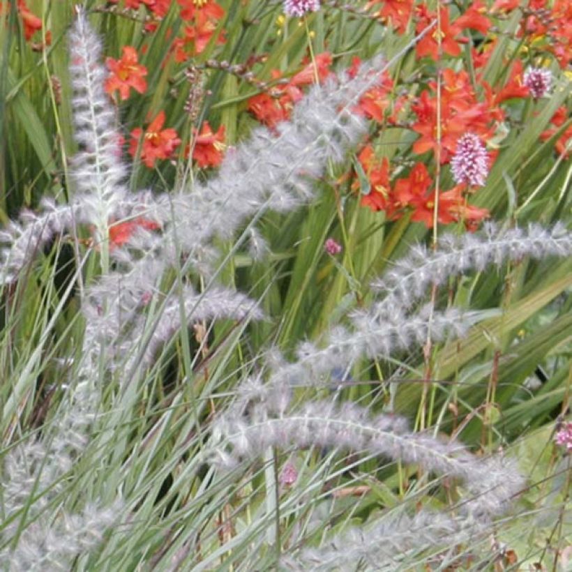 Orientalisches Lampenputzergras - Pennisetum orientale (Blüte)