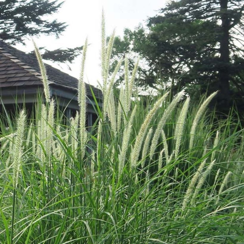 Orientalisches Lampenputzergras Fairy Tails - Pennisetum orientale (Blüte)