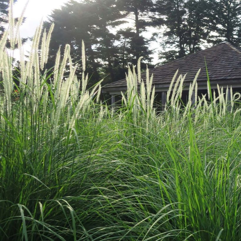 Orientalisches Lampenputzergras Fairy Tails - Pennisetum orientale (Hafen)