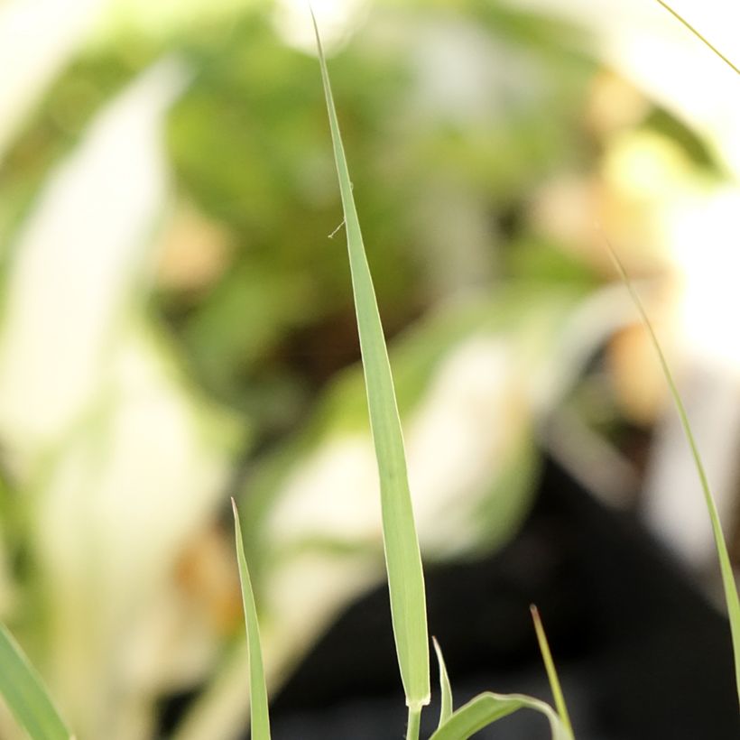 Orientalisches Lampenputzergras JS Dance With Me - Pennisetum orientale (Laub)