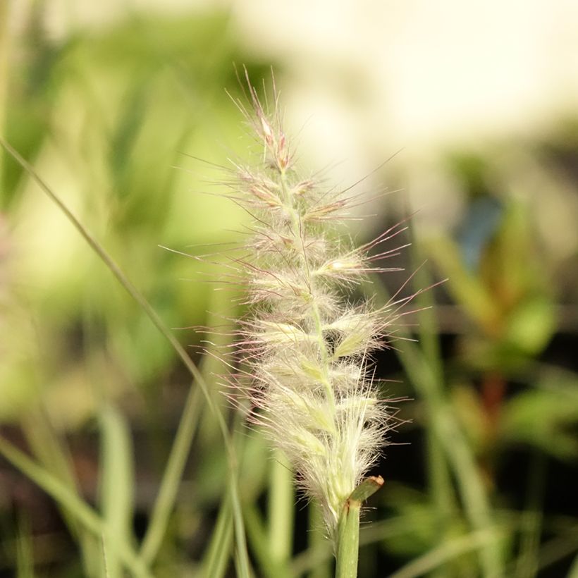 Orientalisches Lampenputzergras JS Dance With Me - Pennisetum orientale (Blüte)