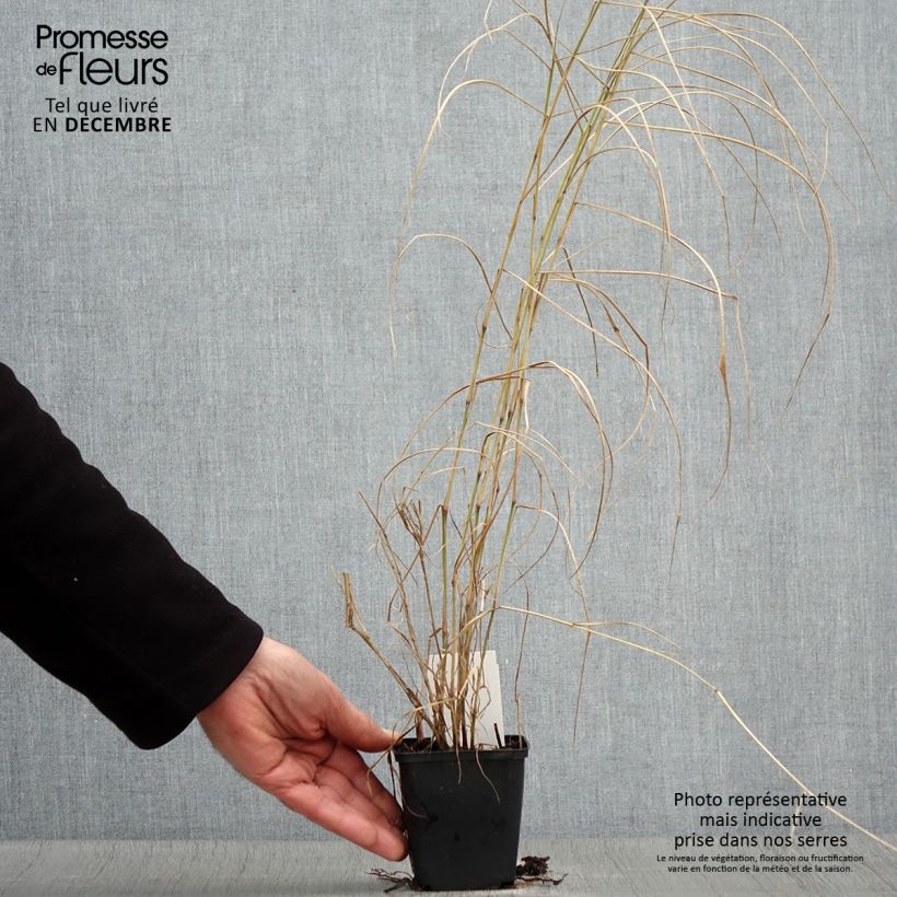 Exemplar von Orientalisches Lampenputzergras Karley Rose - Pennisetum orientale wie im Herbst geliefert