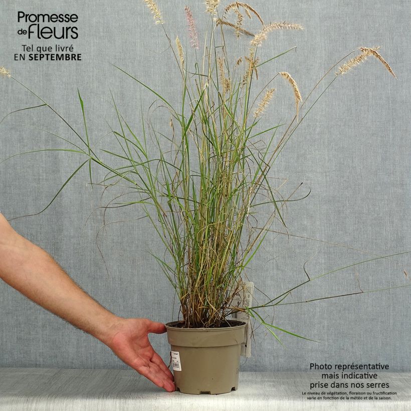 Exemplar von Orientalisches Lampenputzergras Karley Rose - Pennisetum orientale wie im Sommer geliefert