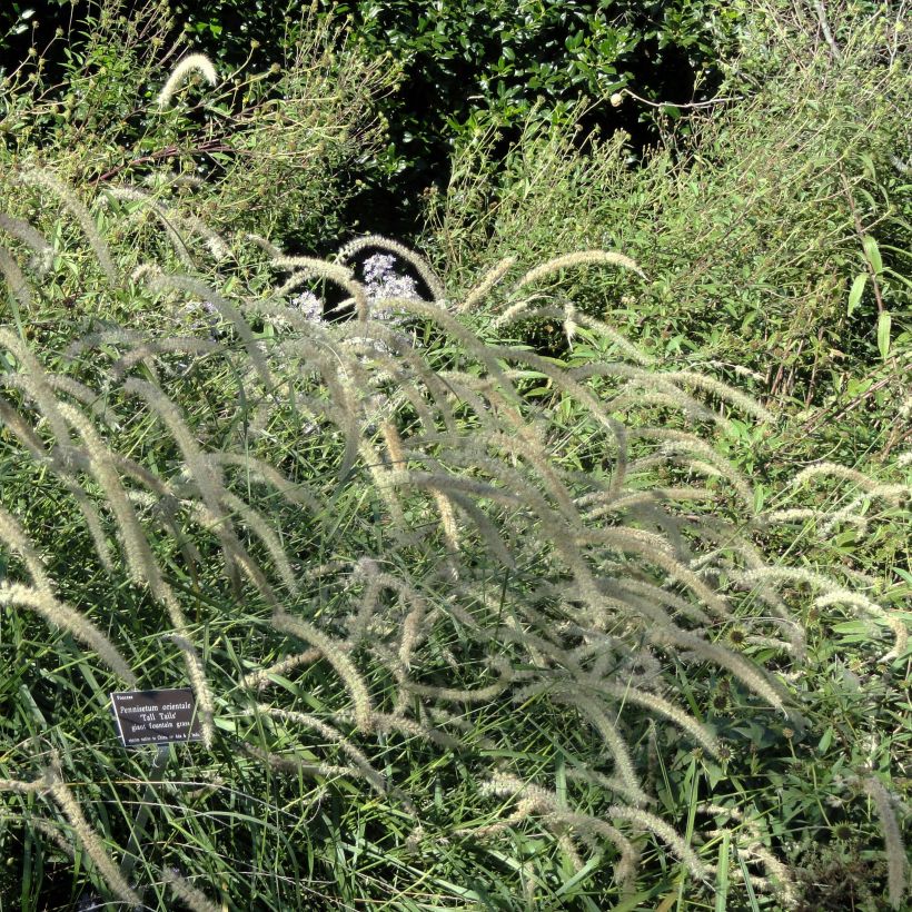 Orientalisches Lampenputzergras Tall Tails - Pennisetum orientale (Hafen)