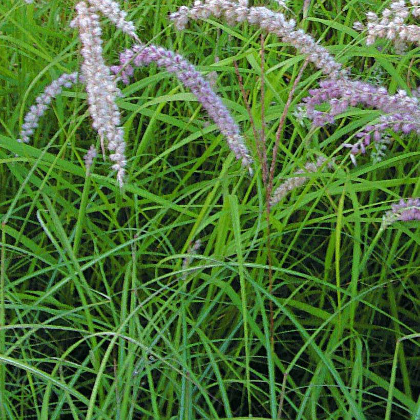 Orientalisches Lampenputzergras Tall Tails - Pennisetum orientale (Laub)