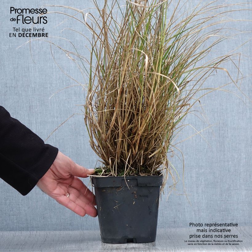 Exemplar von Orientalisches Lampenputzergras Tall Tails - Pennisetum orientale wie im Herbst geliefert