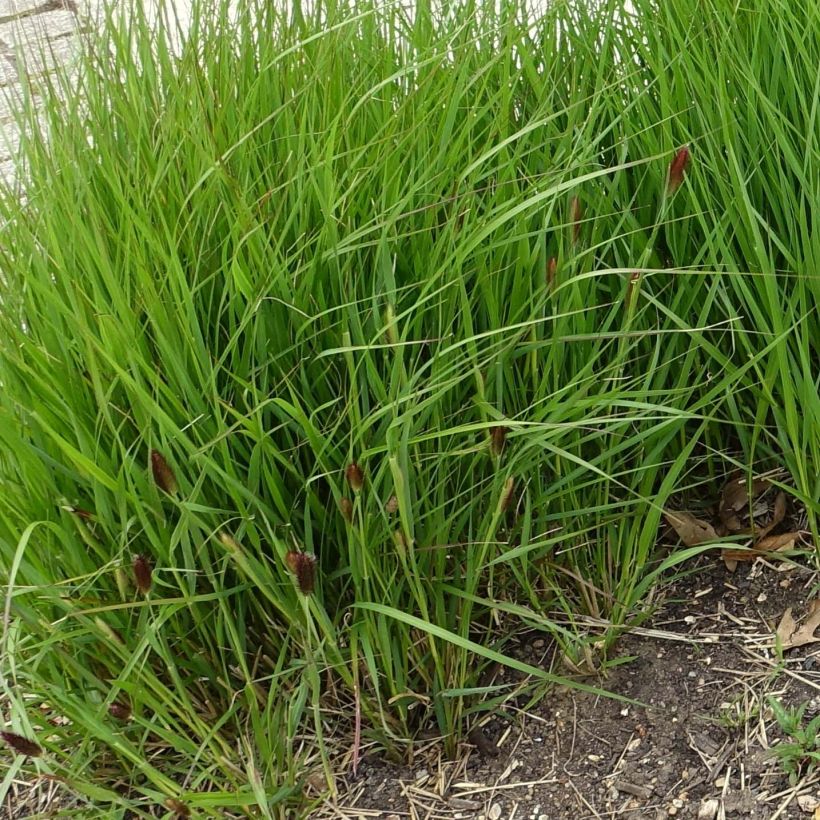 Thunbergs Lampenputzergras - Pennisetum thunbergii (Hafen)