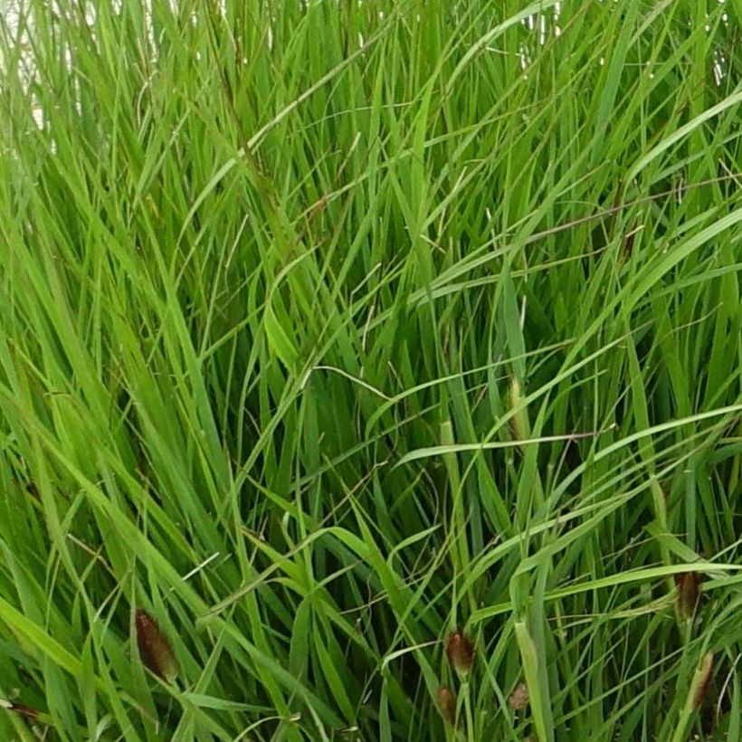 Thunbergs Lampenputzergras - Pennisetum thunbergii (Laub)