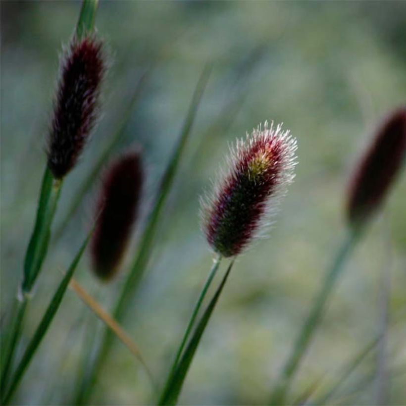 Thunbergs Lampenputzergras - Pennisetum thunbergii (Blüte)