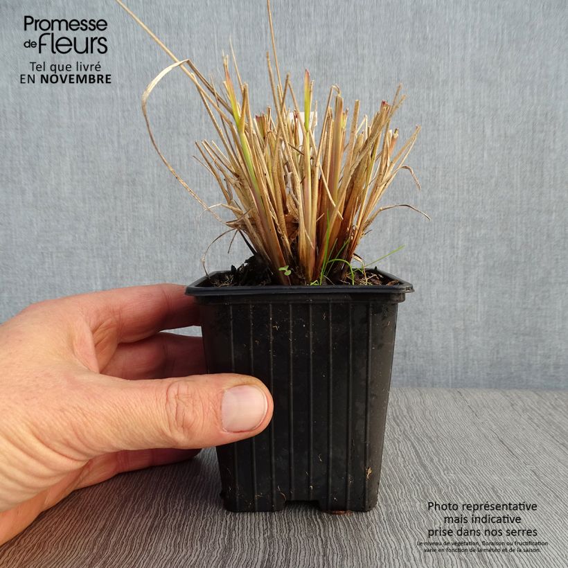 Exemplar von Pennisetum Windy Simonette - Herbe aux écouvillons Godet de 8/9 cm wie im Herbst geliefert