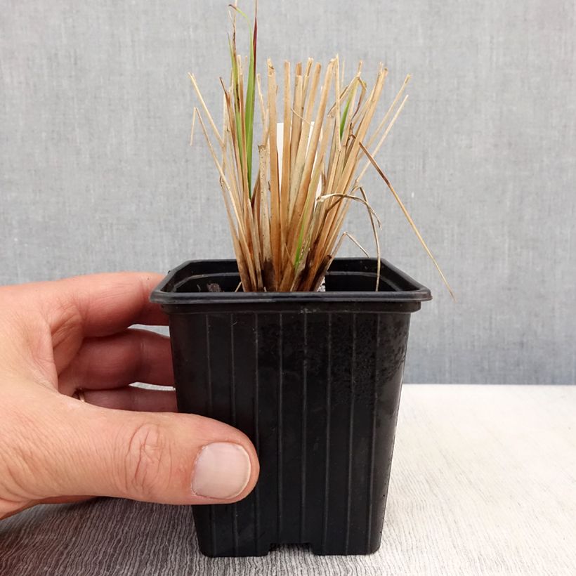 Exemplar von Pennisetum Windy Simonette - Federborstengras Kleine Töpfe von 8/9 cm wie im Frühjahr geliefert