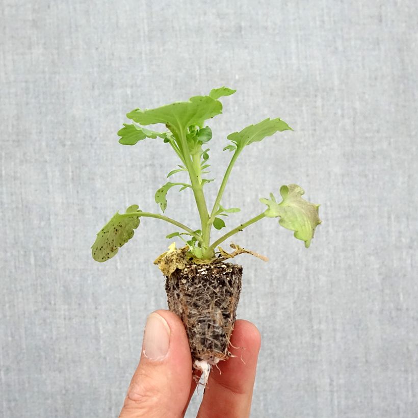 Exemplar von Pensée à fleurs ondulées Frizzle Orange Mini-Mottes de 3,8 x 3,2 cm en plaque de culture par 16 Jardimotte  wie im Herbst geliefert