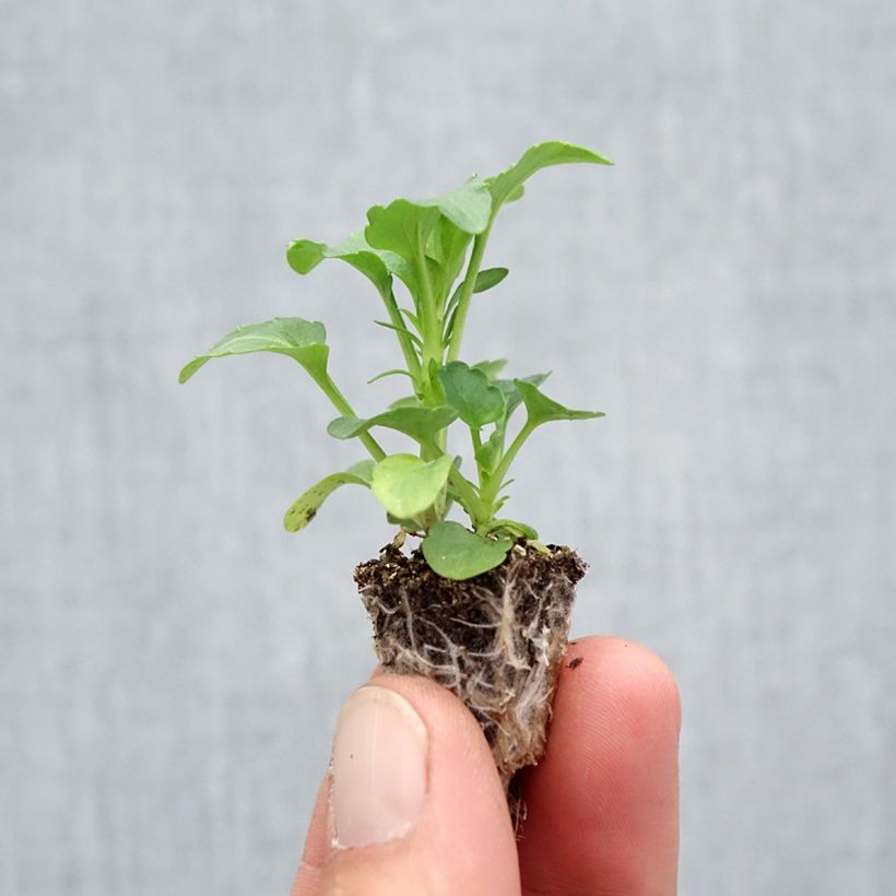 Exemplar von Pensée à très grandes fleurs Big up en mélange Mini-motte - Mottes de 2,2 x 2,0 cm en plaque de culture par 35 wie im Herbst geliefert