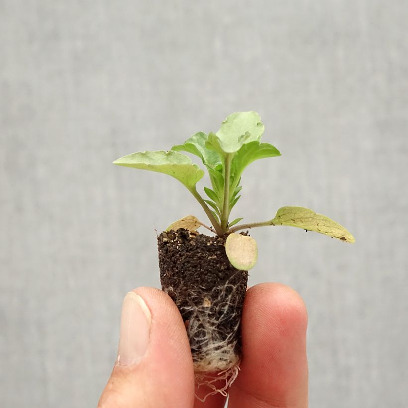 Exemplar von Pensée Matrix Rose Blotch F1 mini-motte Mini-motte 2,,3 cm wie im Herbst geliefert