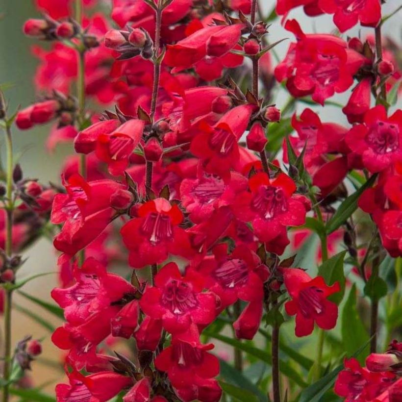 Penstemon Harlequin Red - Bartfaden (Blüte)