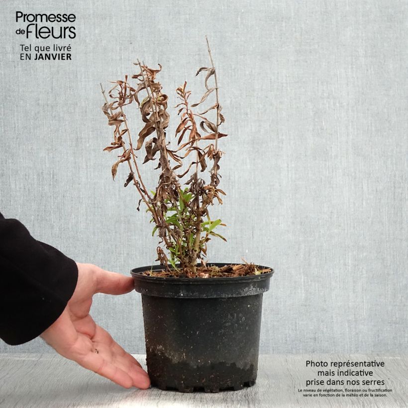 Exemplar von Penstemon Hewell Pink Bedder - Galane - Pot de 2L/3L wie im Winter geliefert