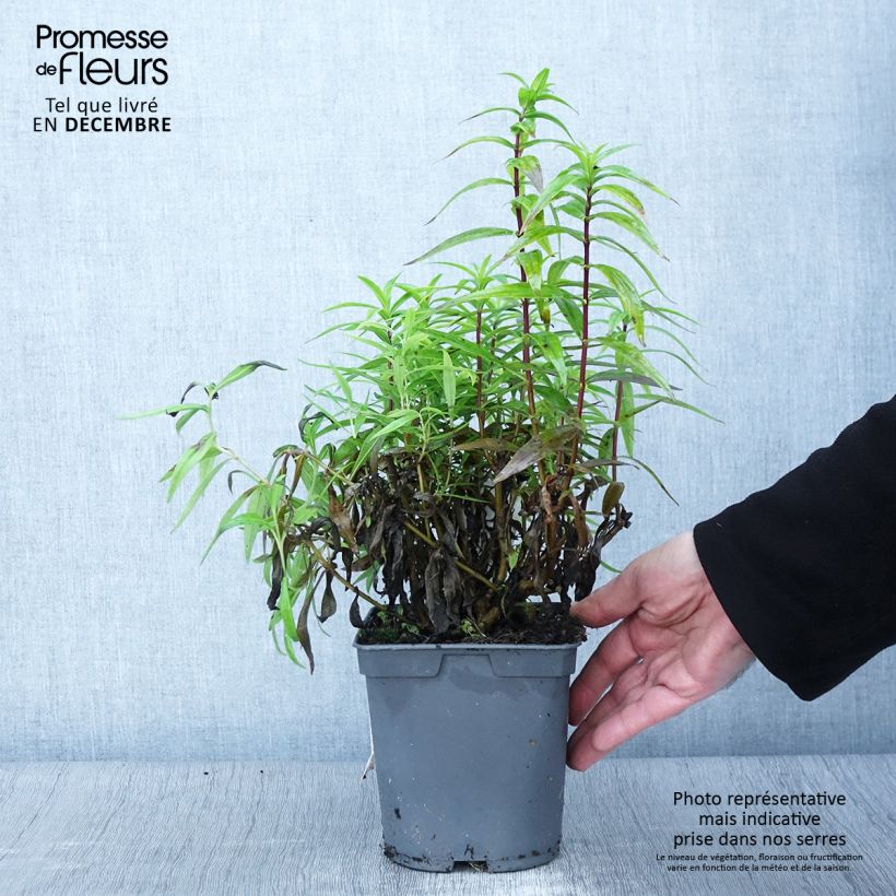 Exemplar von Penstemon hybride Blackbird - Galane en pot de 2L/3L wie im Herbst geliefert