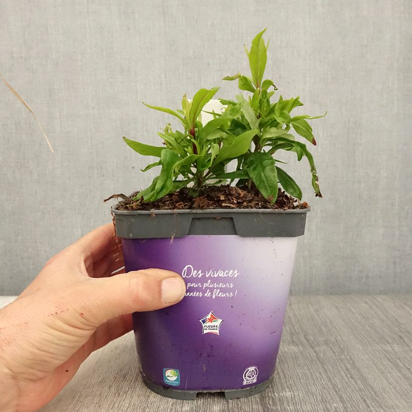 Exemplar von Penstemon hybride Blackbird - Galane en pot de 2L/3L wie im Frühjahr geliefert