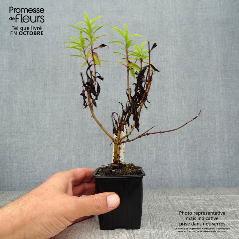 Exemplar von Penstemon hybride Blackbird - Galane Godet de 7/8cm wie im Herbst geliefert