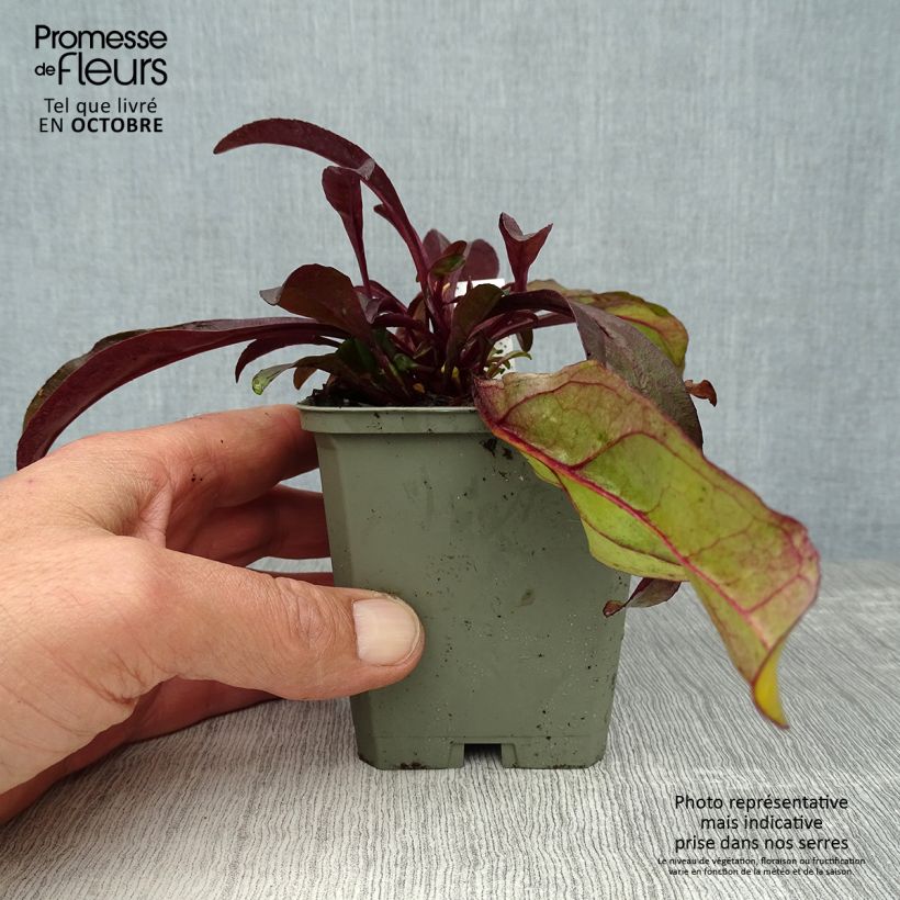 Exemplar von Penstemon hybride Husker Red - Galane Godet de 8/9cm wie im Herbst geliefert