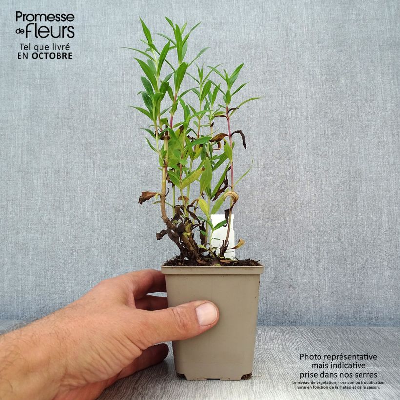 Exemplar von Penstemon hybride Rubicundus - Galane Godet de 8/9 cm wie im Herbst geliefert