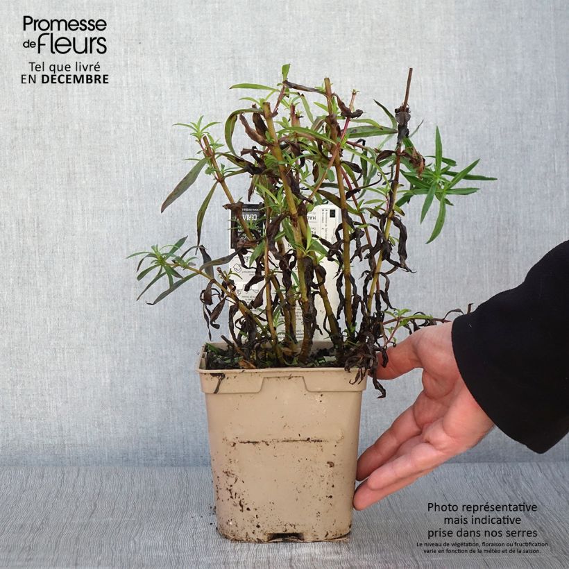 Exemplar von Penstemon hybride Sour Grapes - Galane en pot de 2L/3L wie im Herbst geliefert