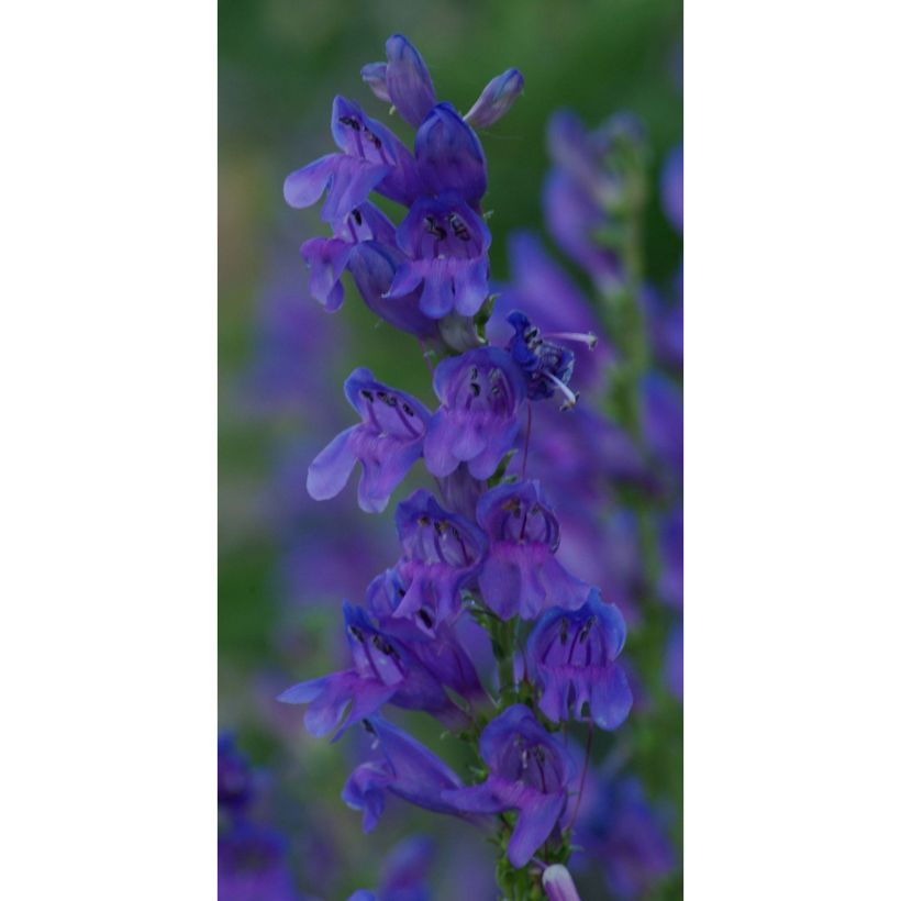 Penstemon strictus - Bartfaden (Blüte)