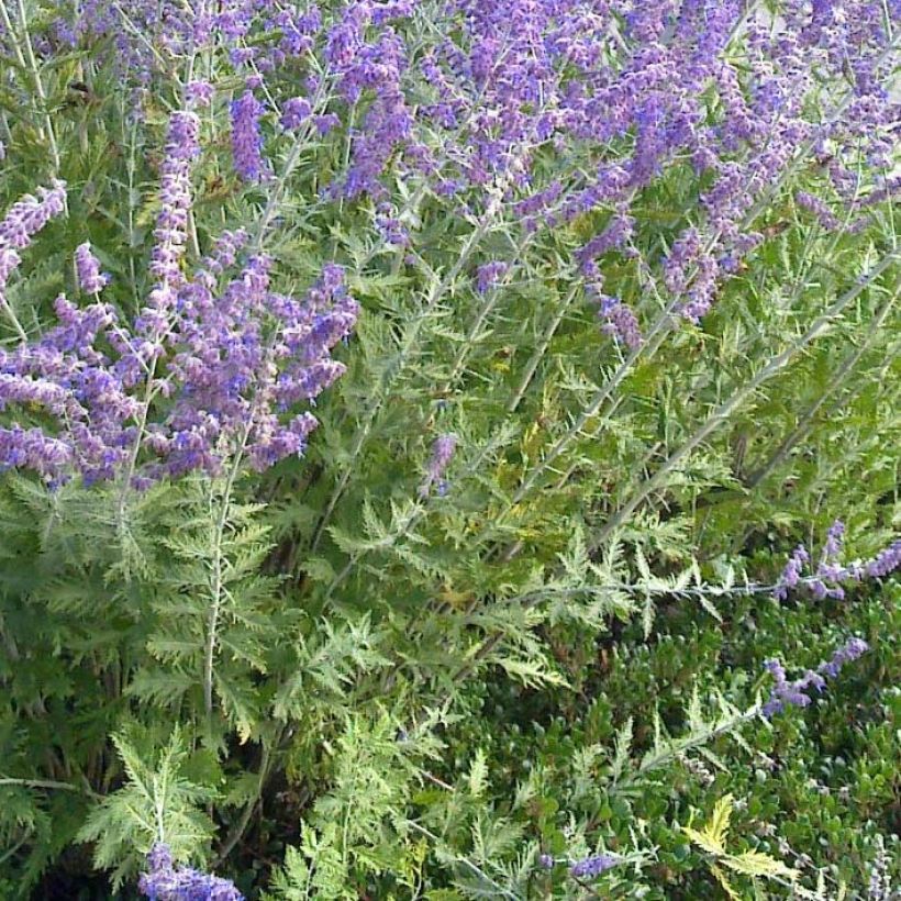 Blauraute Blue Spire - Perovskia atriplicifolia (Laub)