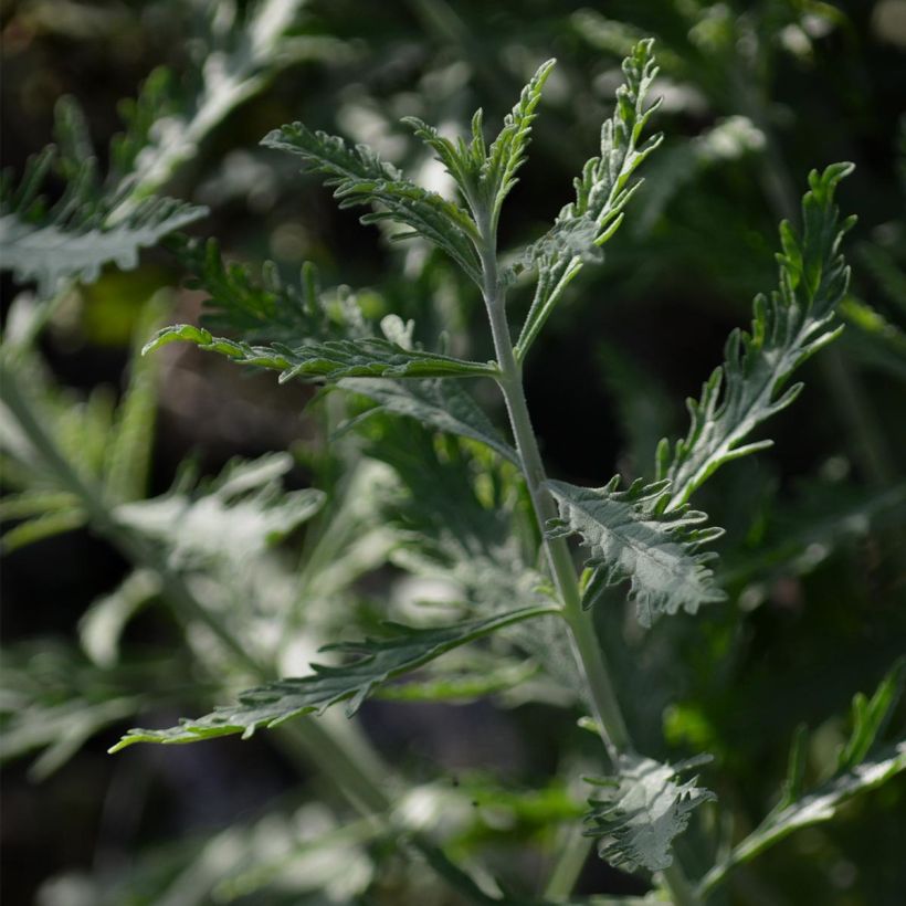 Blauraute Lacey Blue - Perovskia atriplicifolia (Laub)