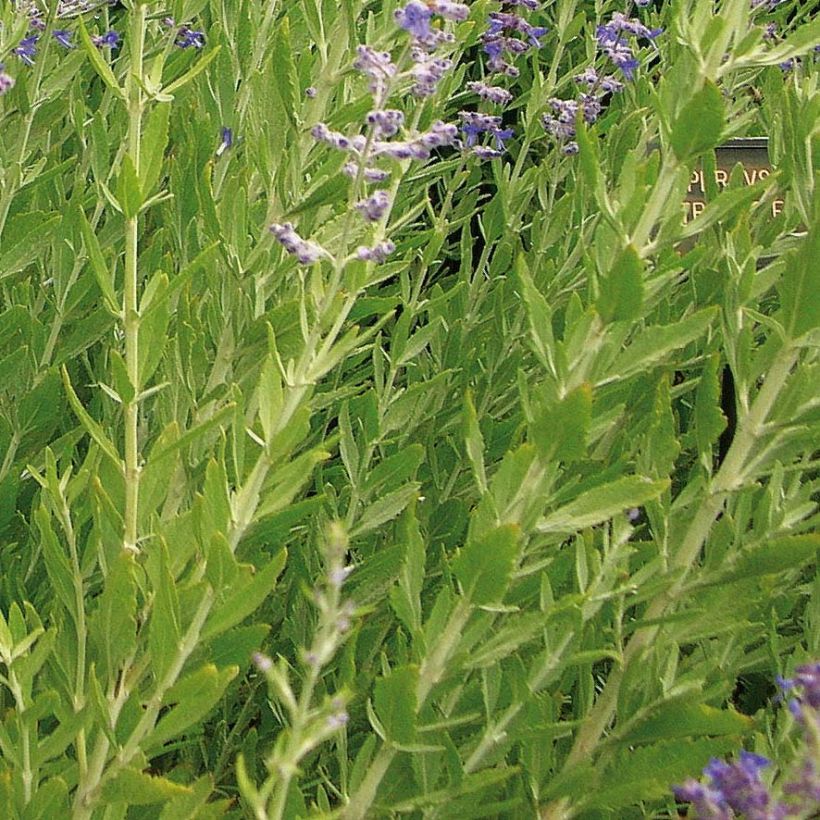 Blauraute Little Spire - Perovskia atriplicifolia (Laub)