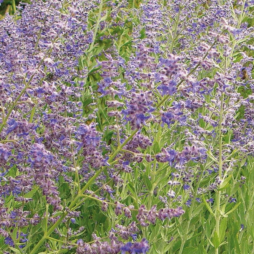 Blauraute Little Spire - Perovskia atriplicifolia (Blüte)