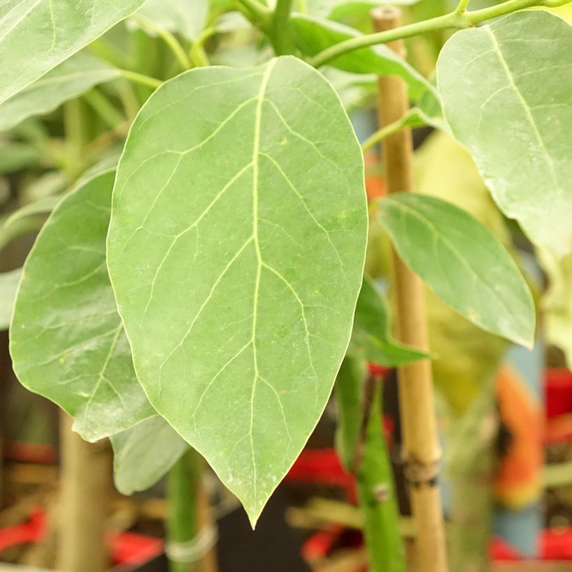 Avocado Hass - Persea americana (Laub)