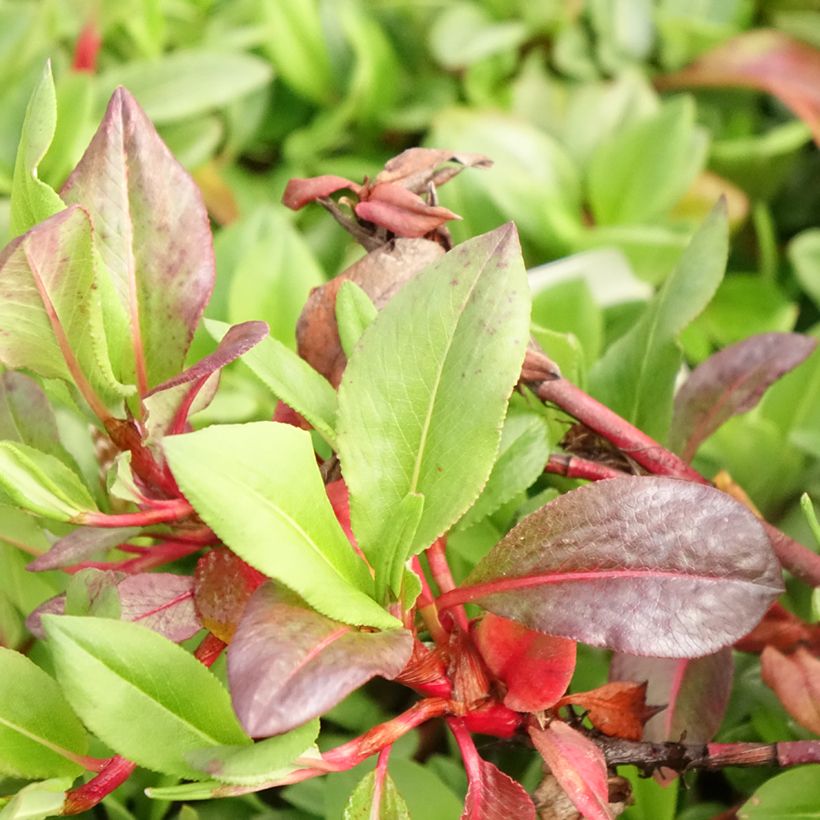 Schneckenknöterich Superba - Persicaria affinis (Laub)