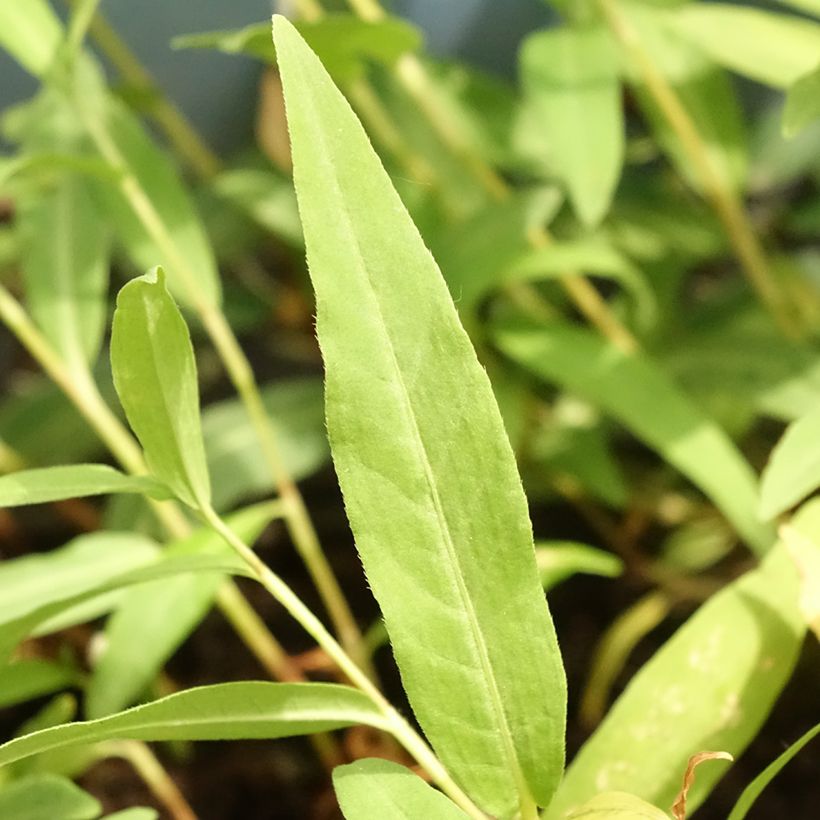 Wasser-Knöterich - Persicaria amphibia (Laub)