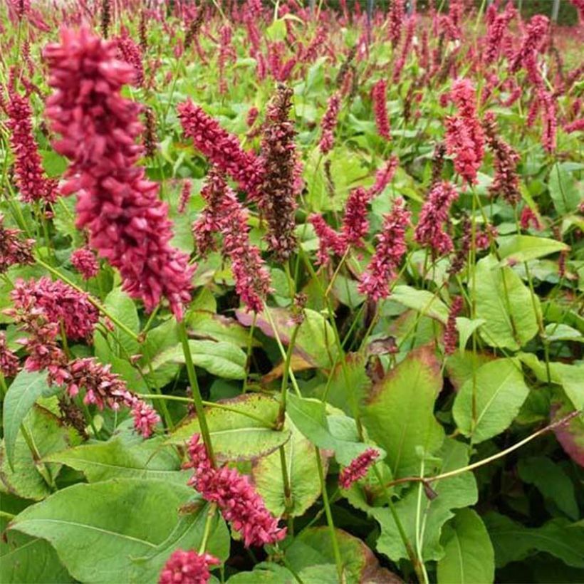 Kerzenknöterich Dikke Floskes - Bistorta amplexicaulis (Laub)