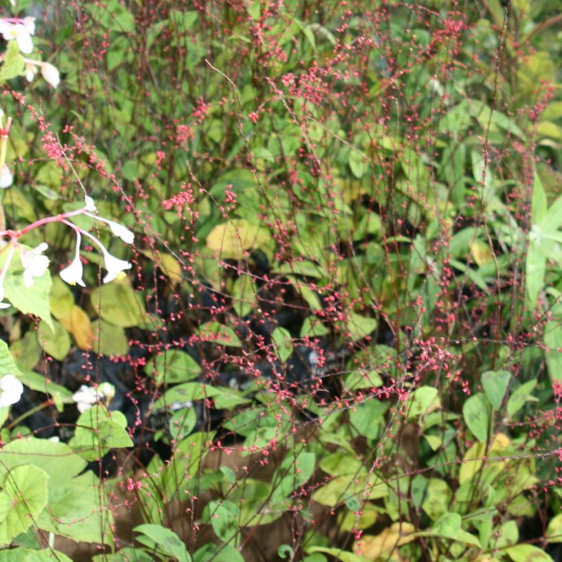 Knöterich var. filiformis - Persicaria virginiana (Blüte)