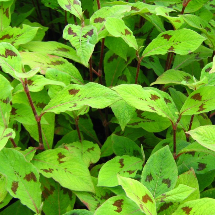 Knöterich var. filiformis - Persicaria virginiana (Laub)