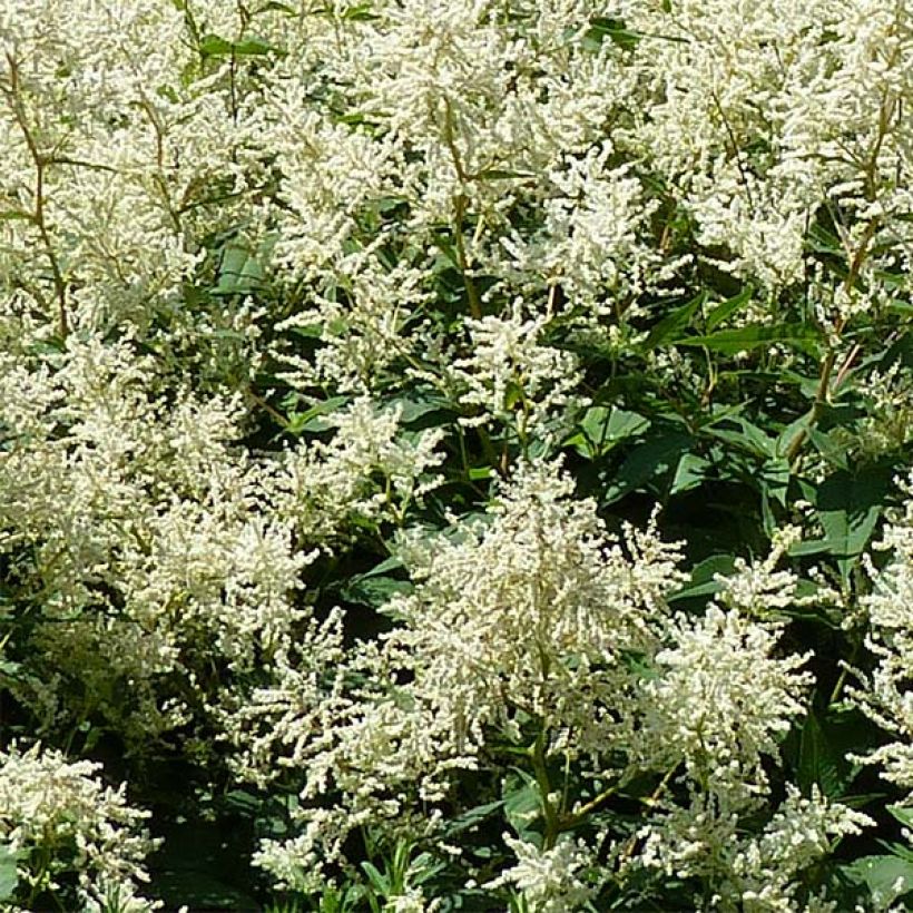 Bergknöterich - Persicaria polymorpha (Blüte)