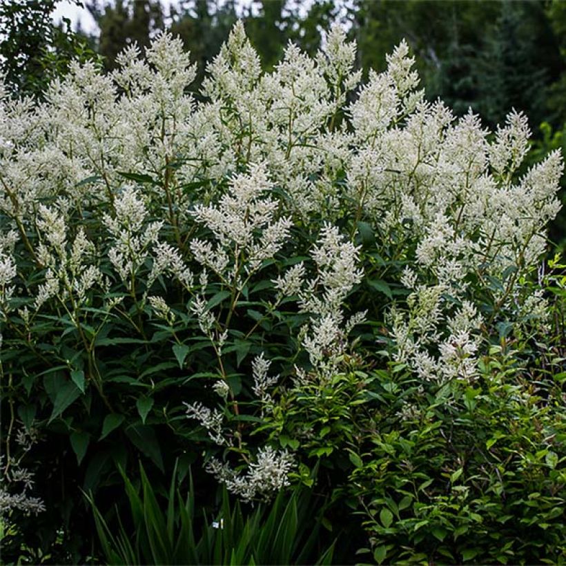 Bergknöterich - Persicaria polymorpha (Hafen)