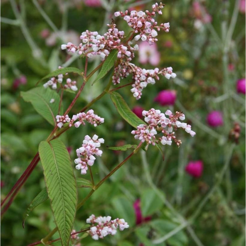 Himalaja-Glocken-Knöterich - Persicaria campanulata (Blüte)